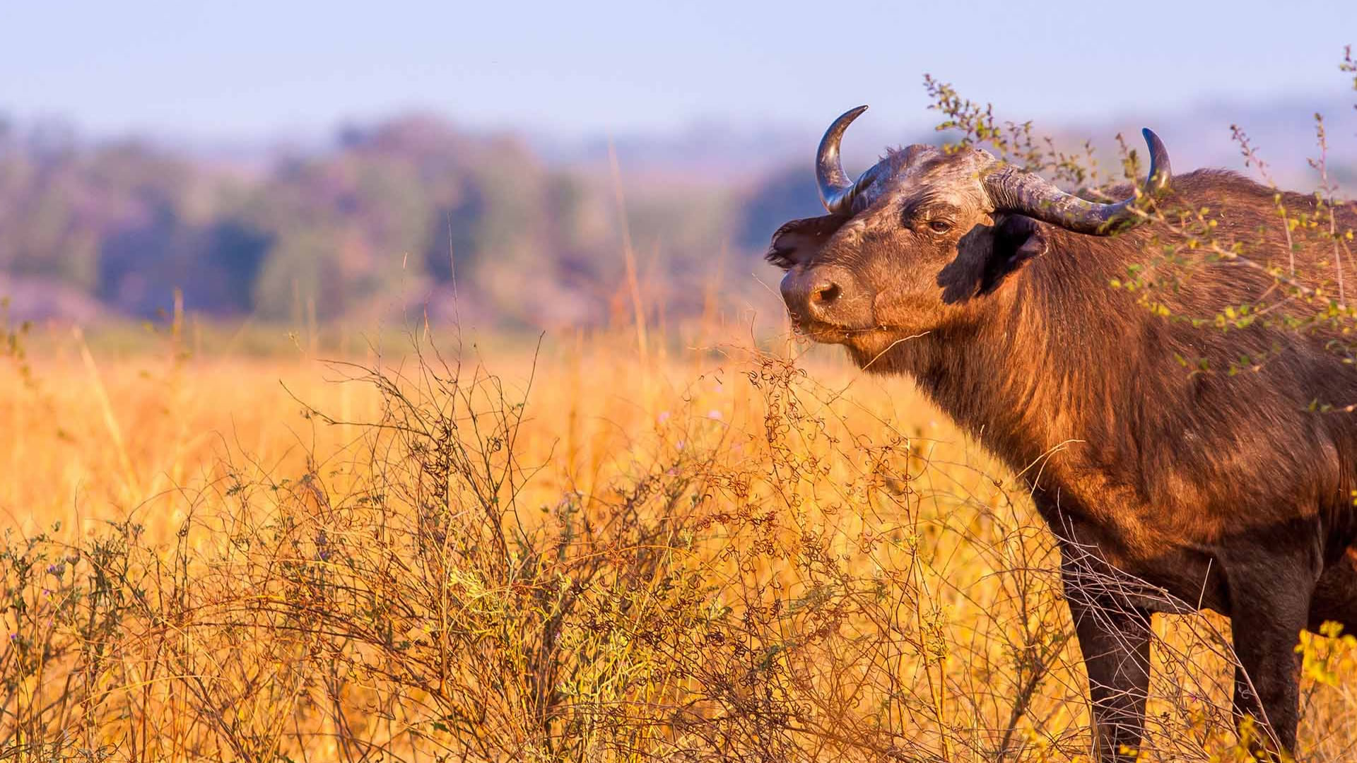 katavi national park