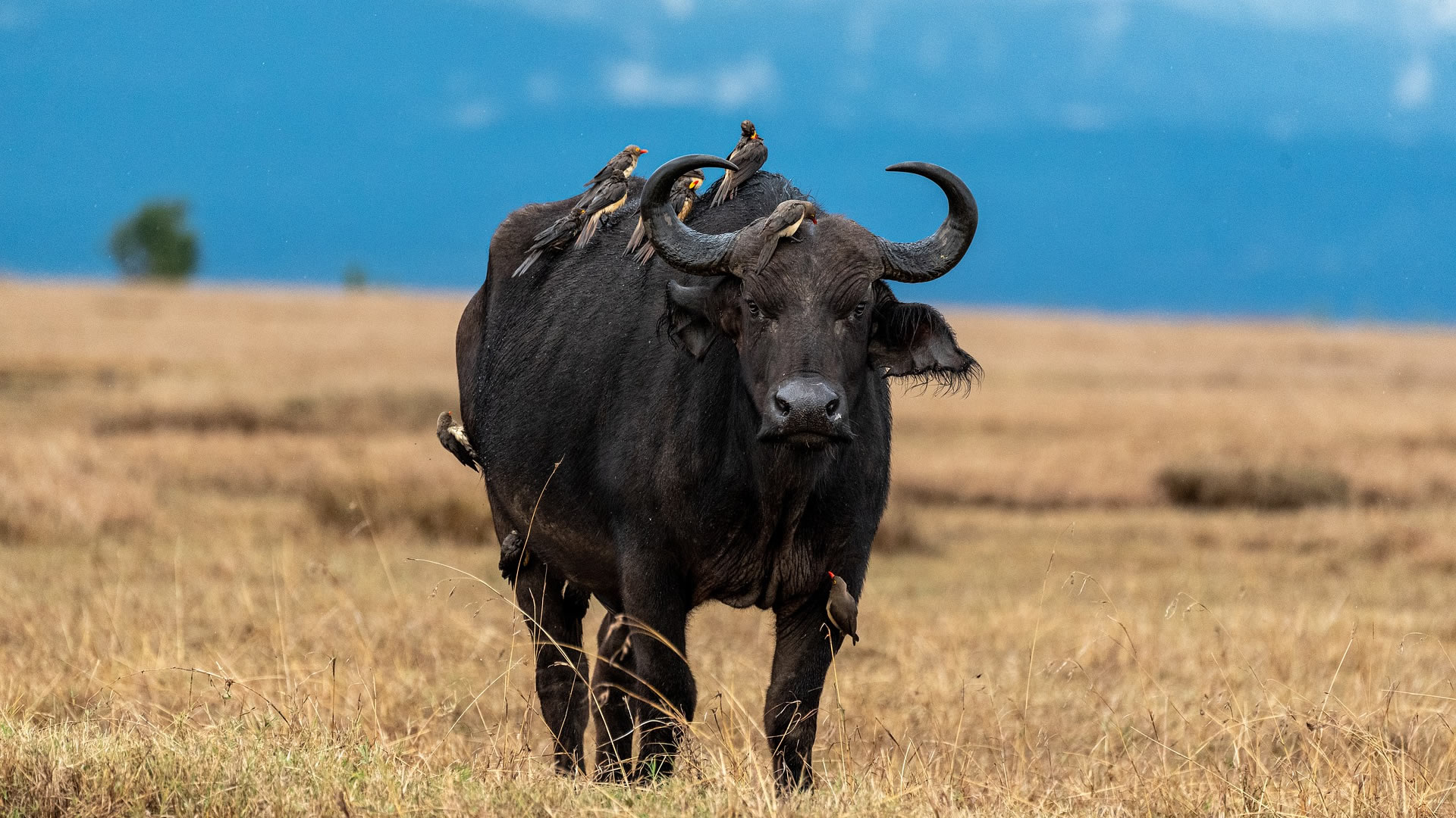 nyerere national park
