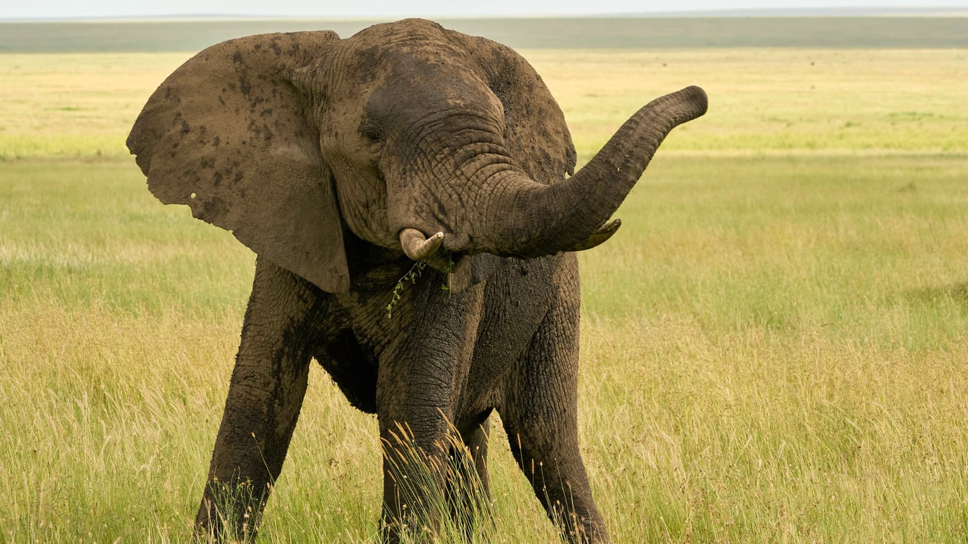 nyerere national park