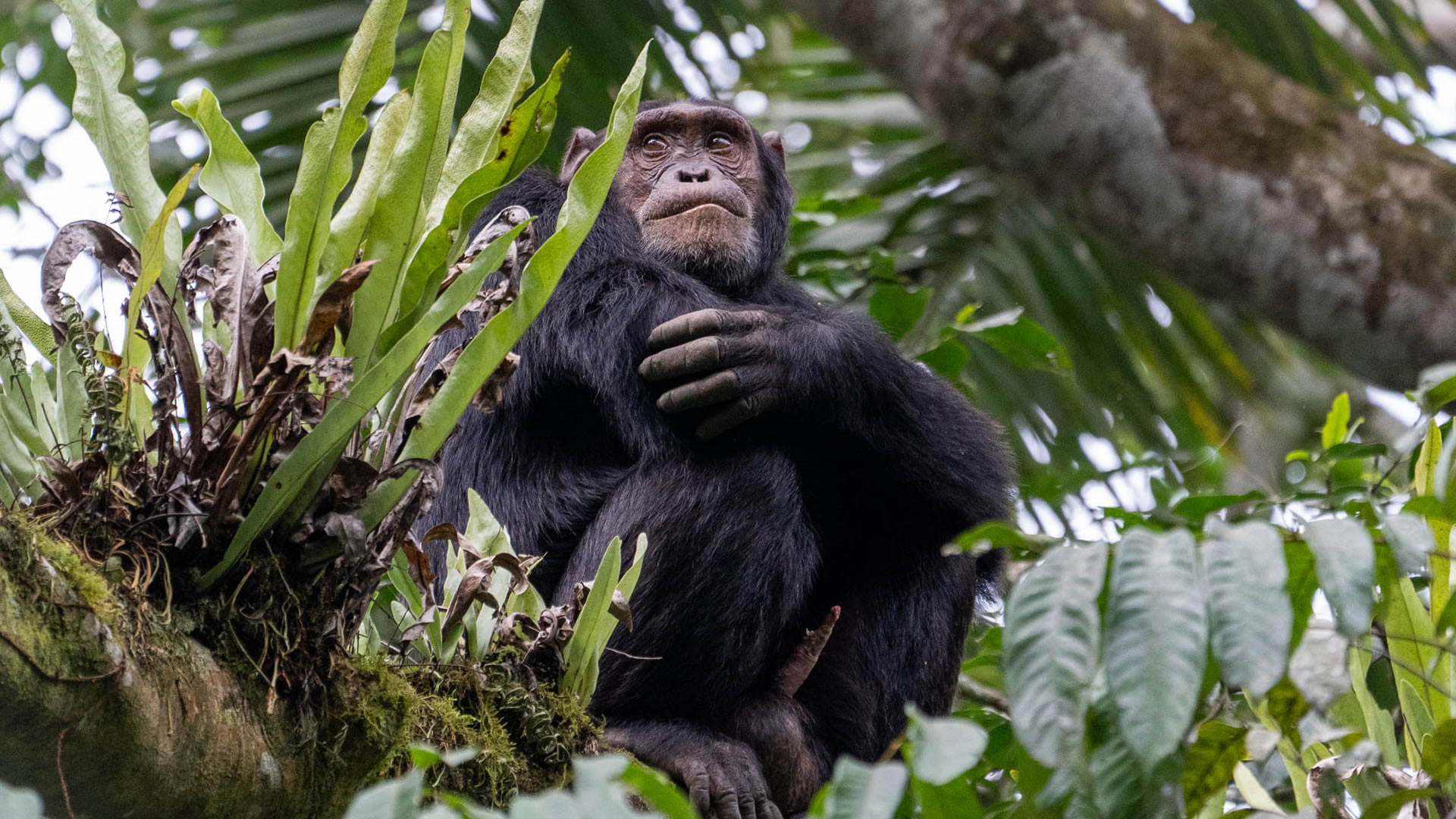 nyungwe forest national park