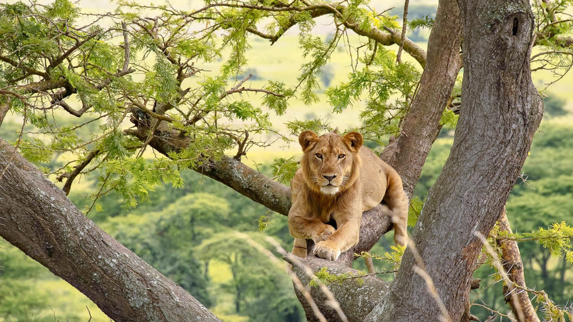 queen elizabeth national park
