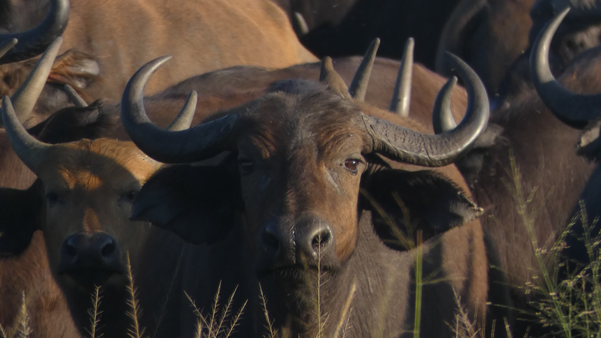 queen elizabeth national park