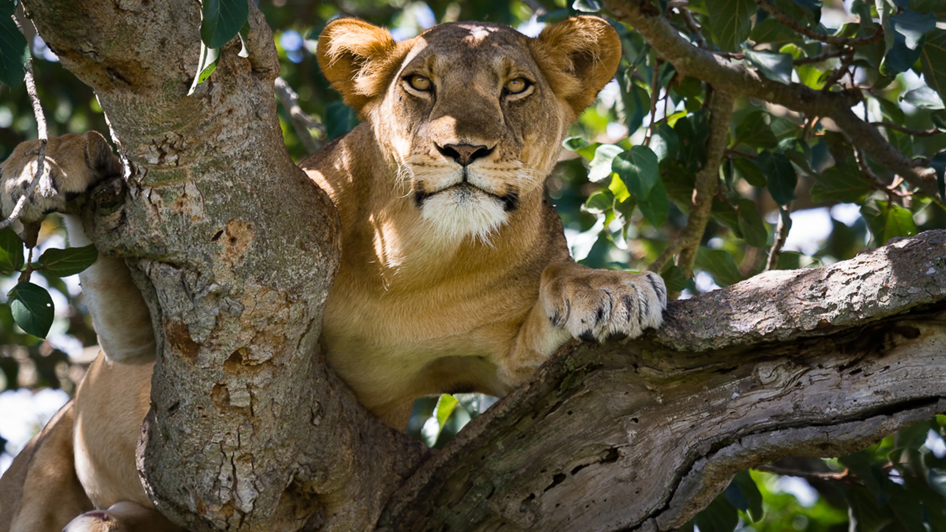 queen elizabeth national park