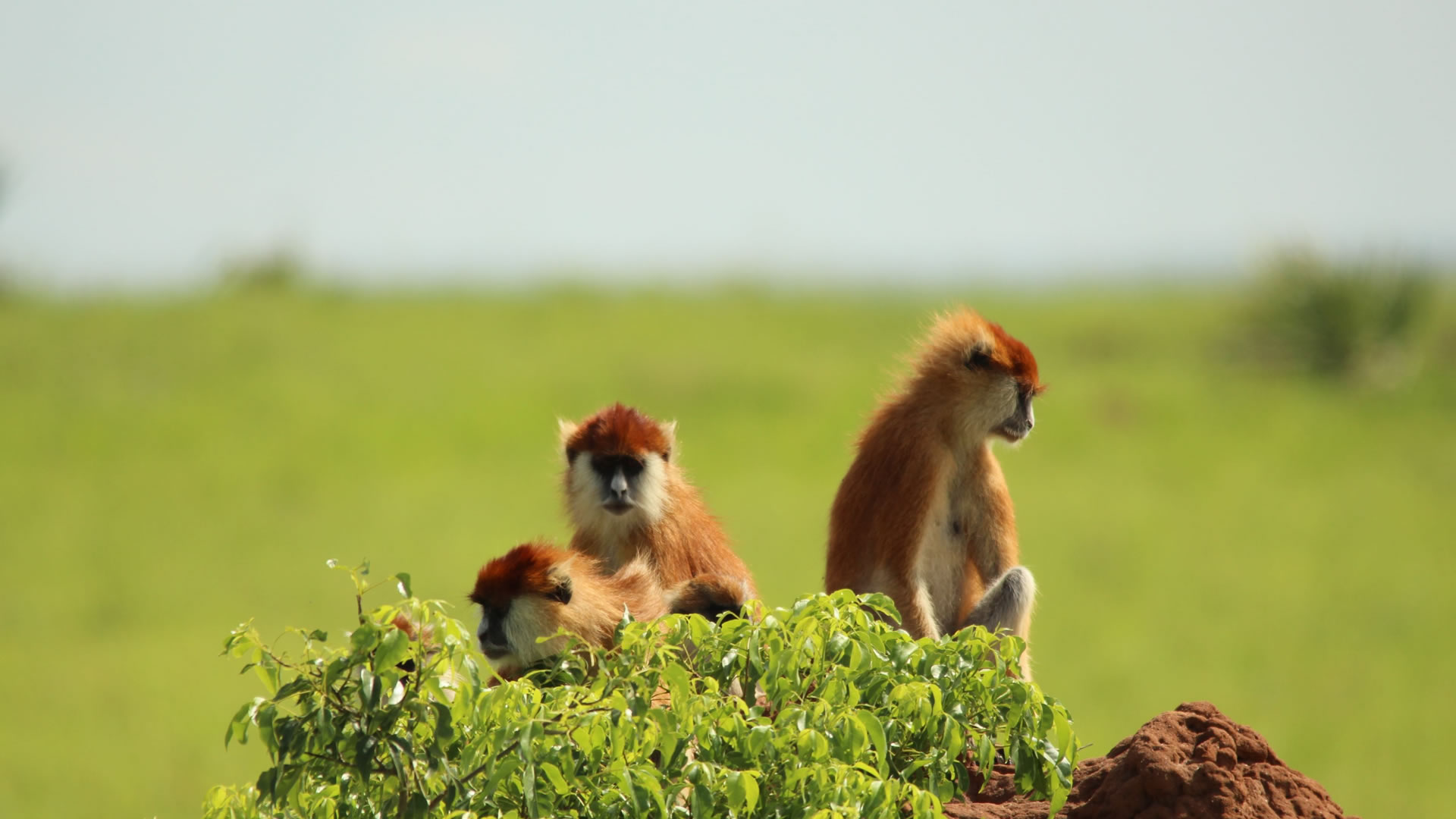 queen elizabeth national park