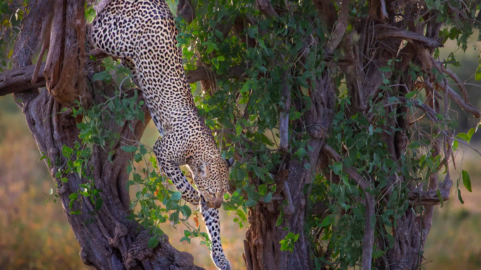samburu national reserve