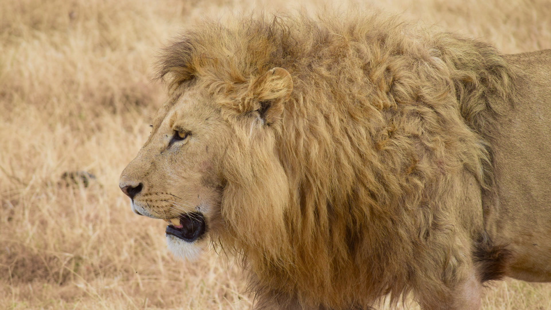 serengeti national park