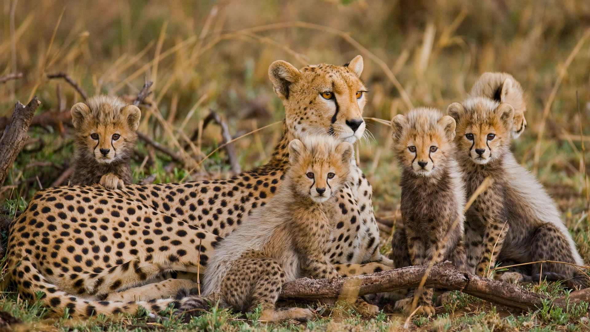 serengeti national park