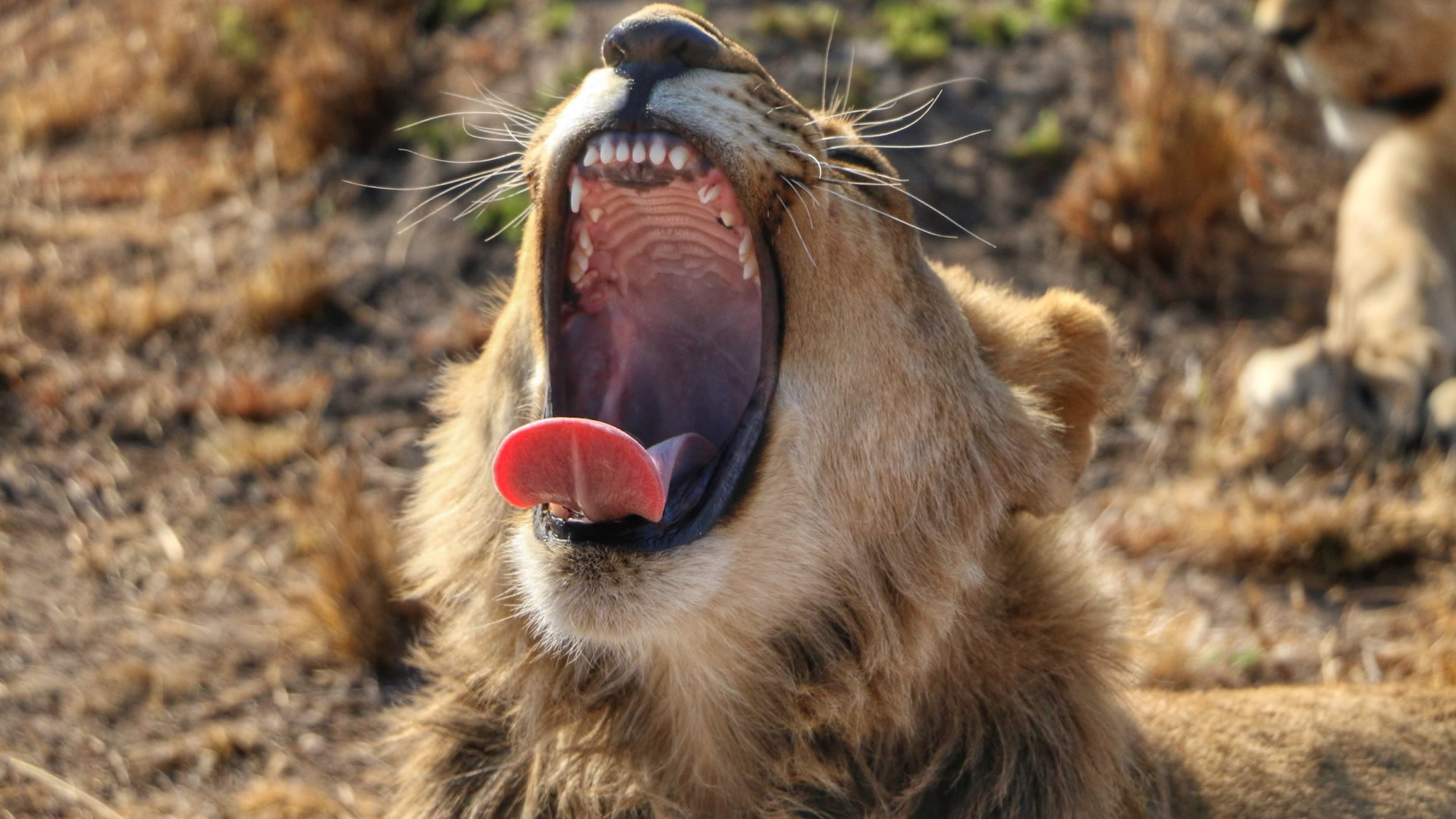 Antelope Reserve Park