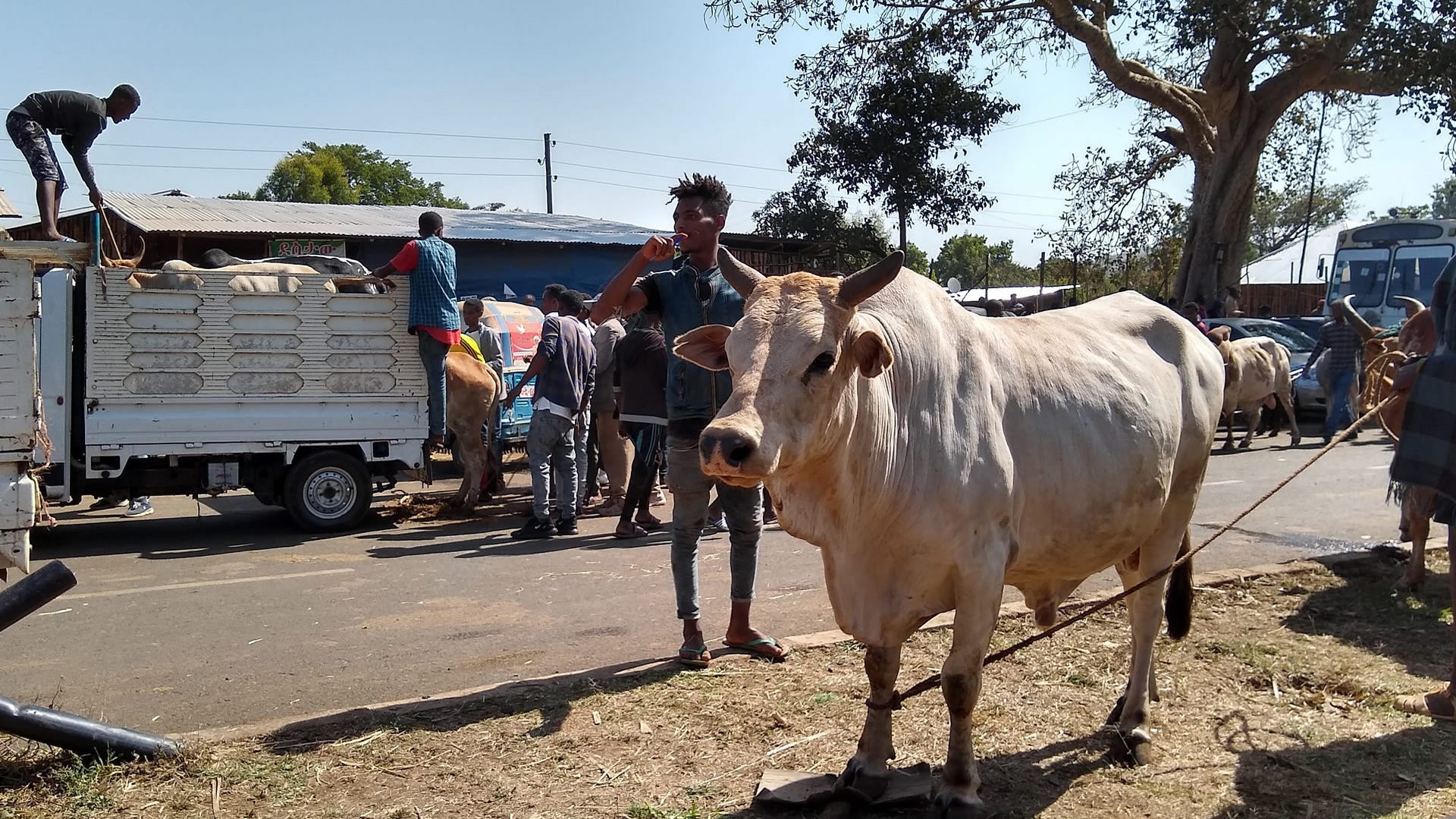 Bahir Dar