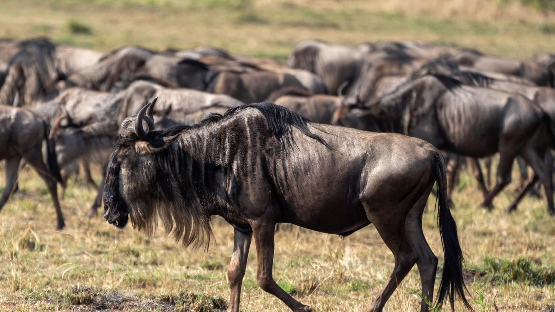 9 days ultimate wildlife roadtrip